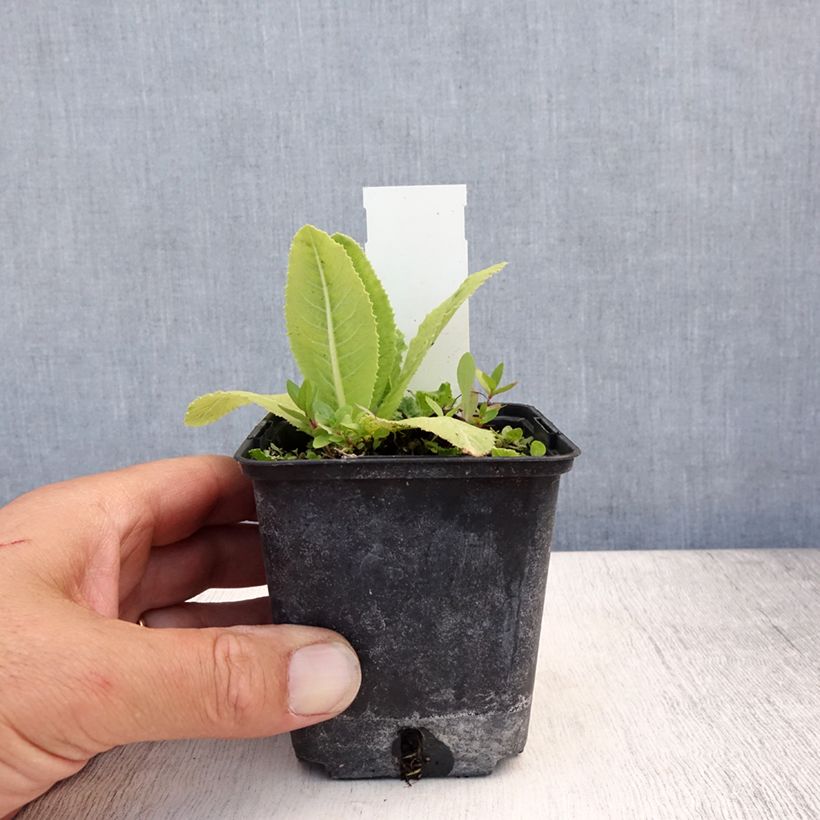 Esemplare di Primula denticulata Prom Lilac Vasetto da 8/9 cm consegnato in estate