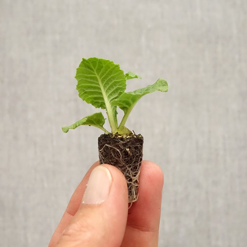 Esemplare di Primula Rambo F1 Purple Flame Mini zolla Ø 1,5/2,5 cm come consegnato in autunno