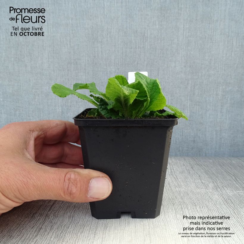 Esemplare di Primula Sweetie Vasetto da 8/9 cm come consegnato in autunno