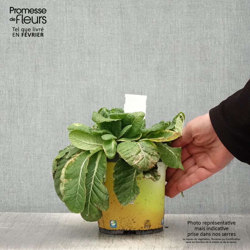 Primula vulgaris - Primula comune Vaso da 2L/3L esemplare consegnato in inverno