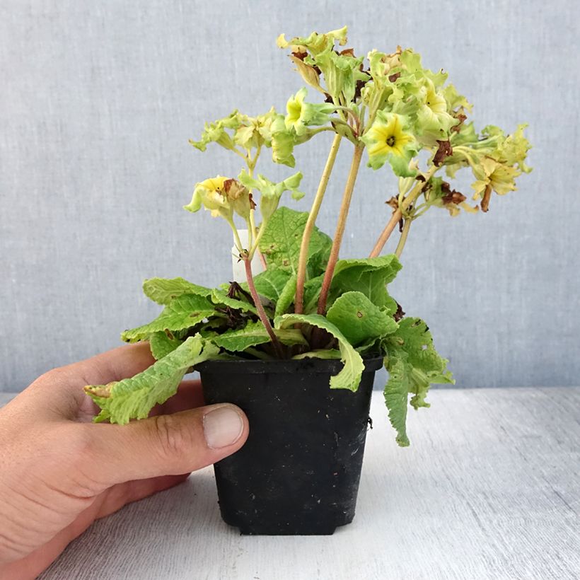 Esemplare di Primula Francesca Vasetto da 8/9 cm consegnato in estate