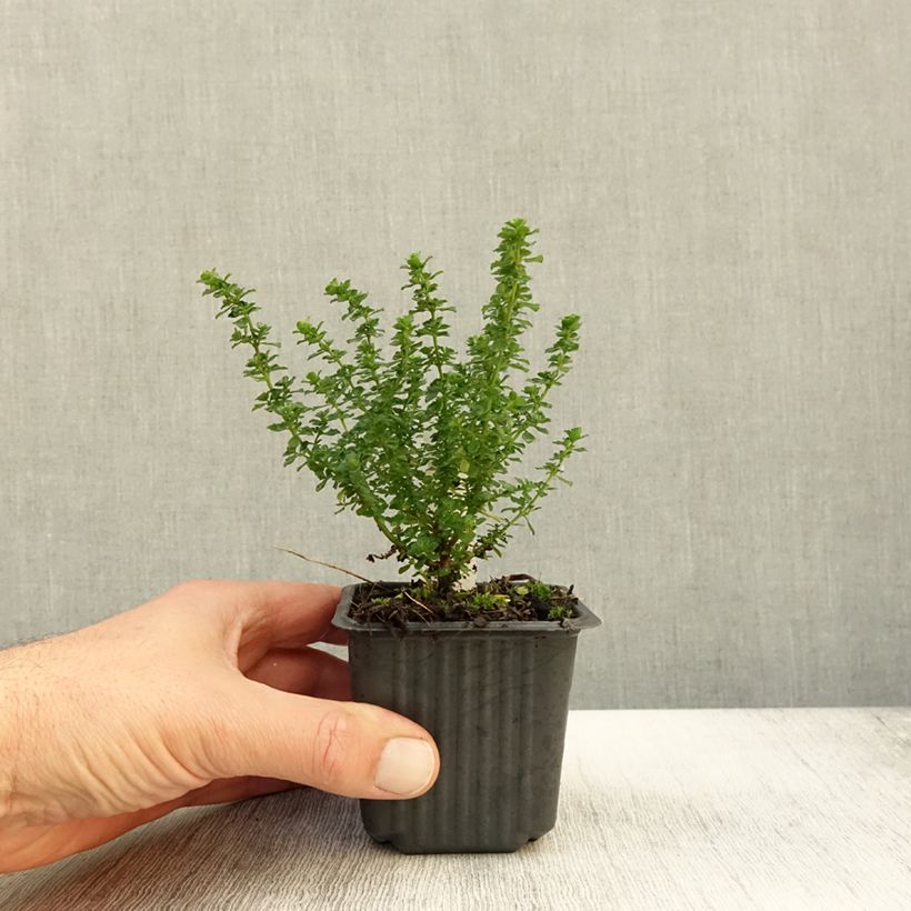 Esemplare di Prostanthera cuneata Vasetto da 8/9 cm come consegnato in autunno
