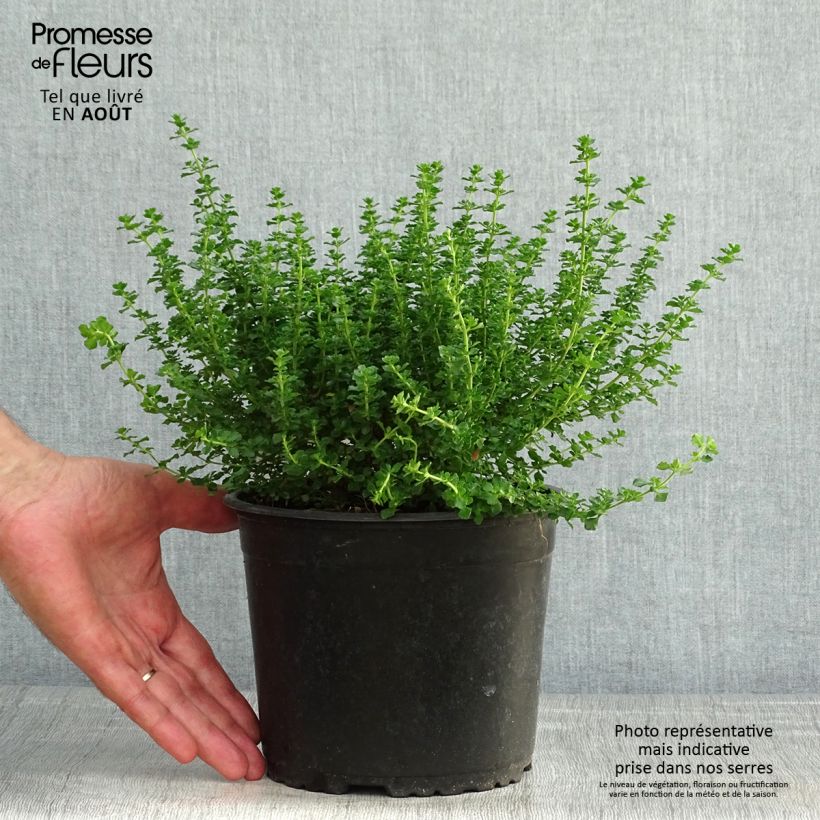 Esemplare di Prostanthera cuneata Vaso da 2L/3L consegnato in estate