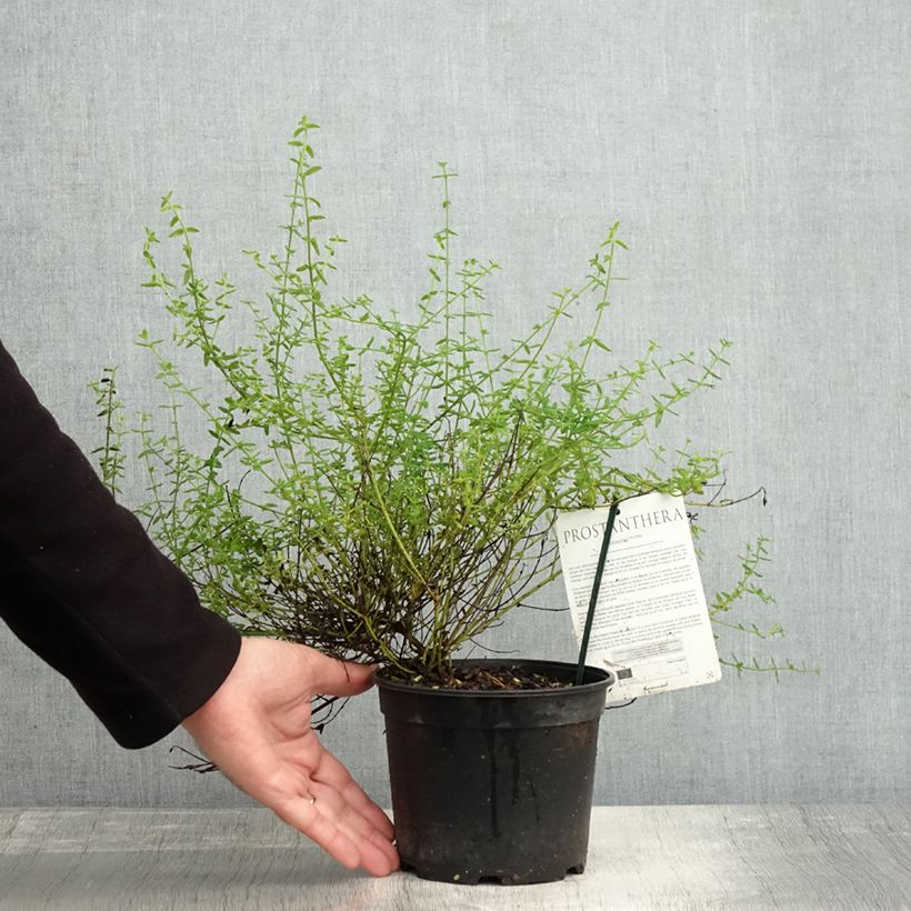 Esemplare di Prostanthera rotundifolia Rosetta Vaso da 2L/3L come consegnato in autunno