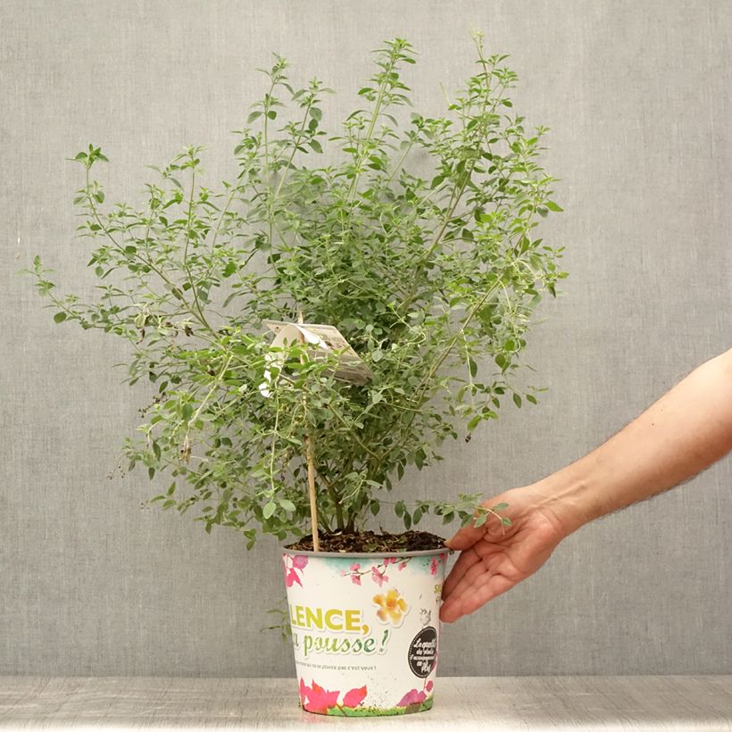 Esemplare di Prostanthera rotundifolia Vaso da 4L/5L consegnato in estate