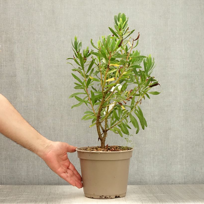 Esemplare di Protea Clark's Red Vaso da 4L/5L consegnato in estate