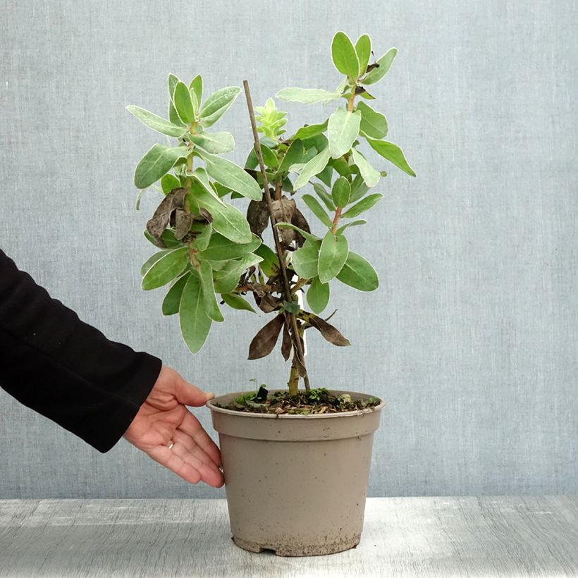 Esemplare di Protea eximia Vaso da 3L/4L come consegnato in autunno