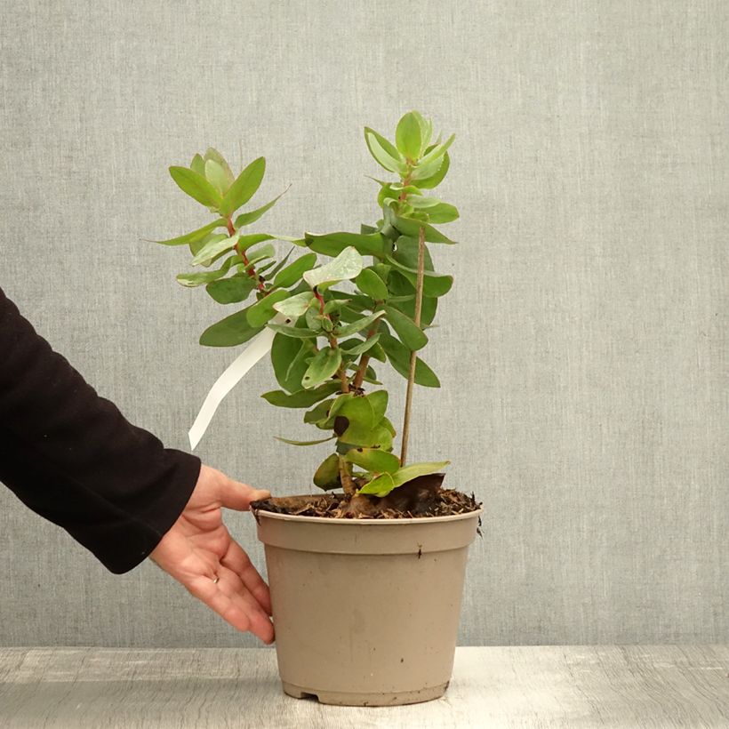 Esemplare di Protea magnifica Vaso da 3L/4L come consegnato in autunno