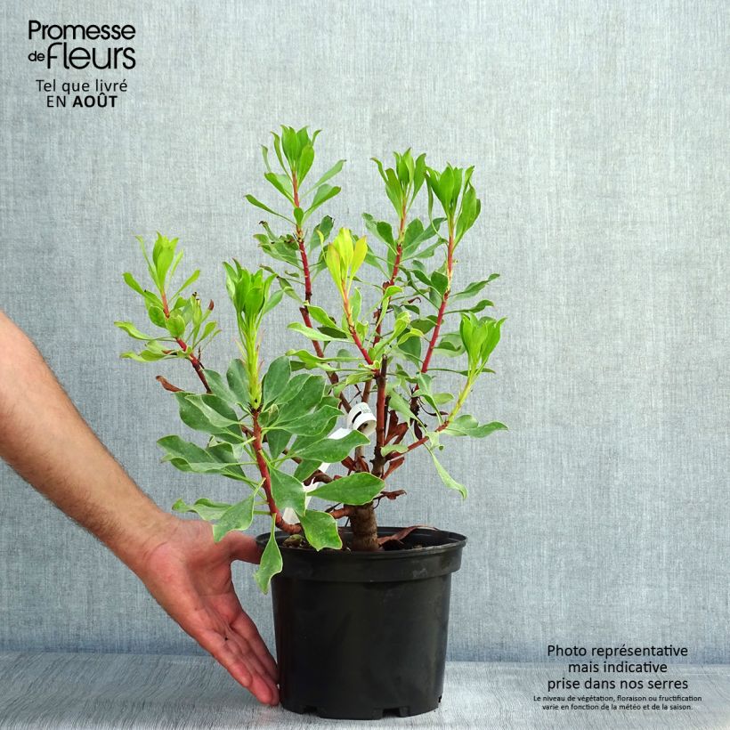Esemplare di Protea Pink Crown Vaso da 4L/5L consegnato in estate