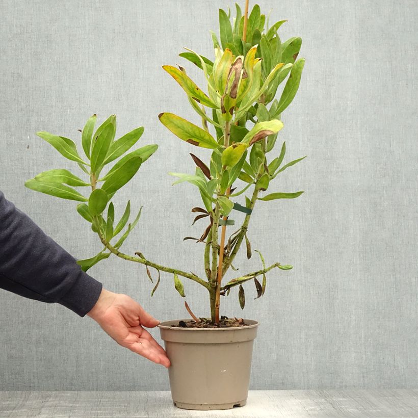 Protea Susara Vaso da 4L/5L esemplare consegnato in primavera