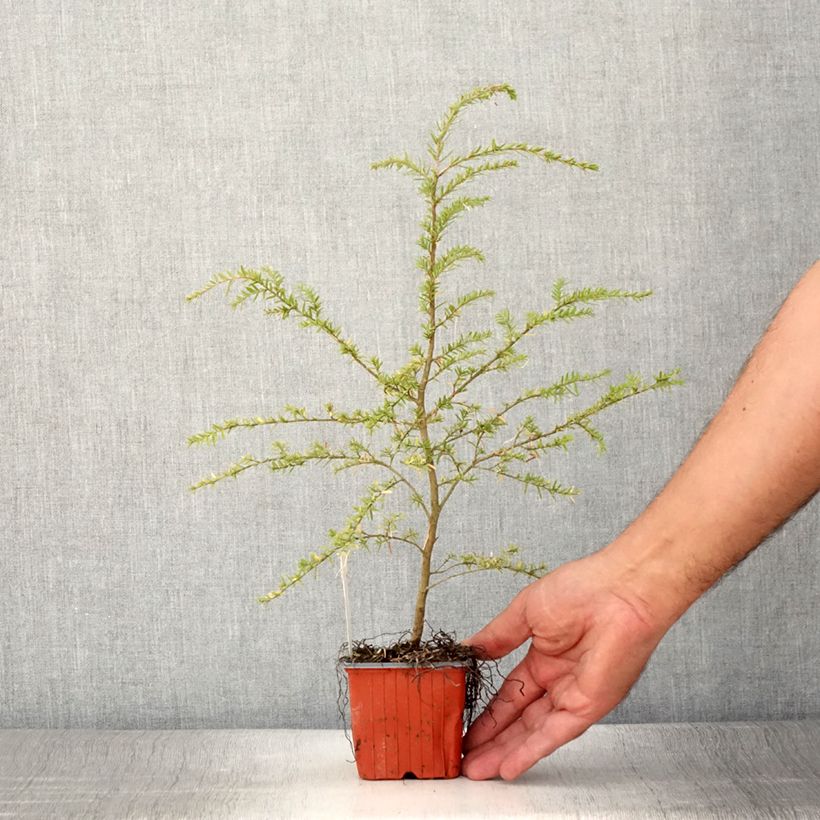 Esemplare di Tsuga heterophylla Vasetto da 8/9 cm consegnato in estate