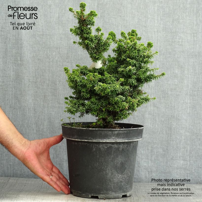 Esemplare di Tsuga canadensis Jervis Vaso da 7,5L/10L consegnato in estate