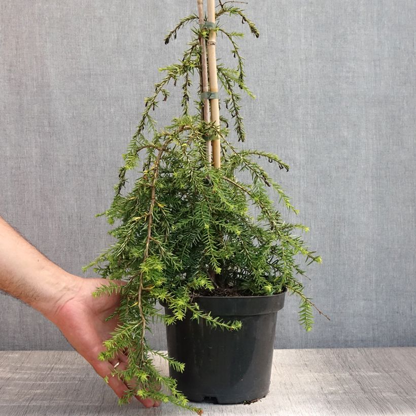 Esemplare di Tsuga canadensis Pendula Vaso da 2L/3L consegnato in estate