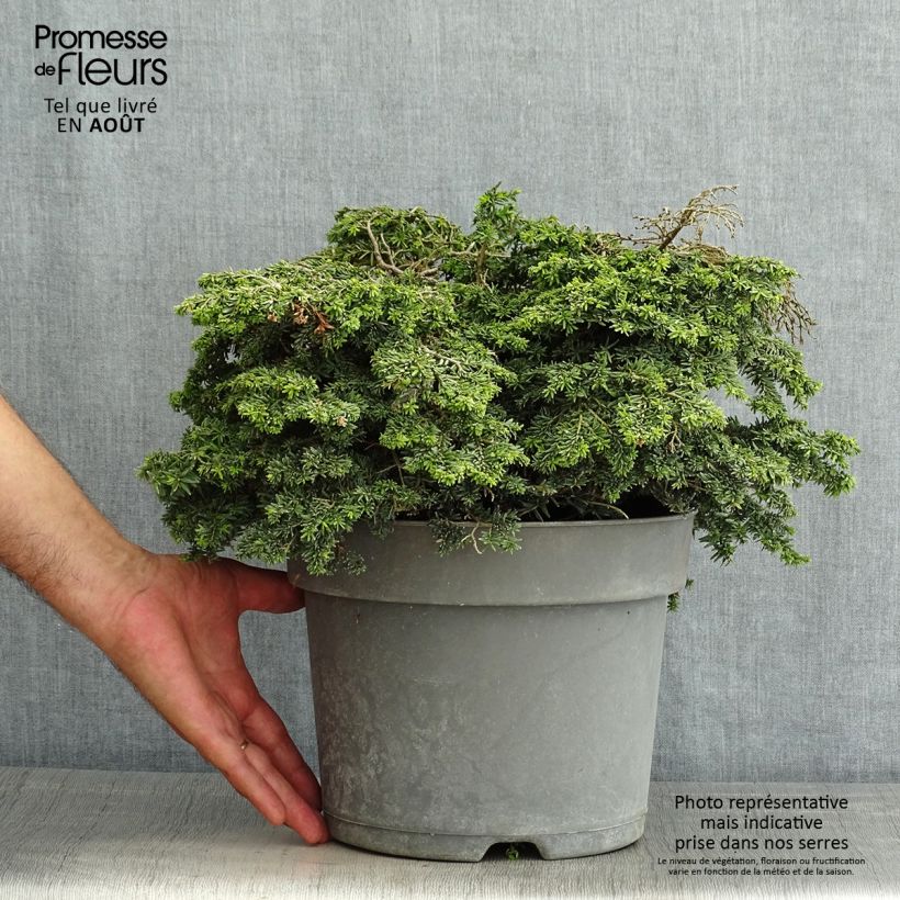 Esemplare di Tsuga canadensis Popeleski Vaso da 7,5L/10L consegnato in estate