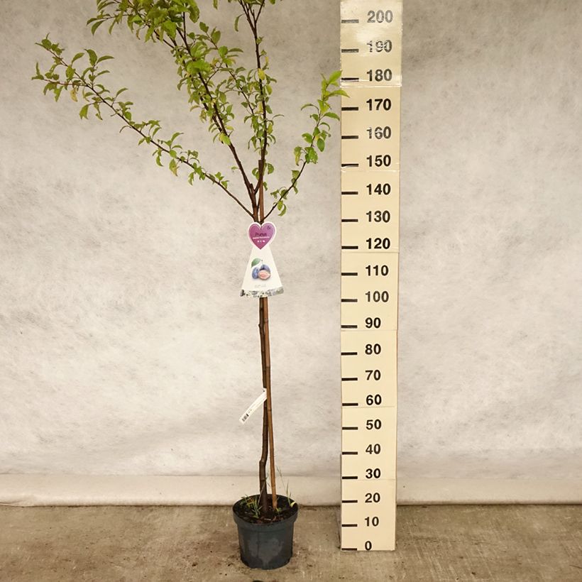 Esemplare di Prugna Hauszwetsche Vaso da 7,5L/10L, Vaso impalcato medio consegnato in estate