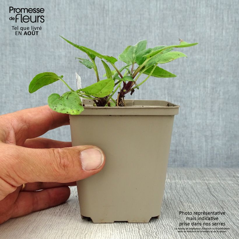 Esemplare di Prunella grandiflora Altenberg Rosa Vasetto da 8/9 cm consegnato in estate