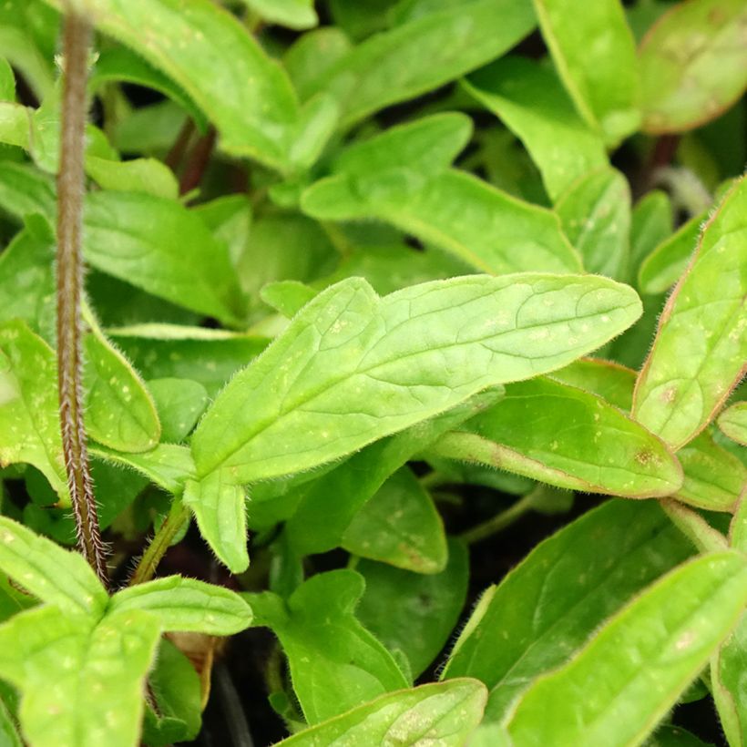 Prunella grandiflora Altenberg Rosa (Fogliame)