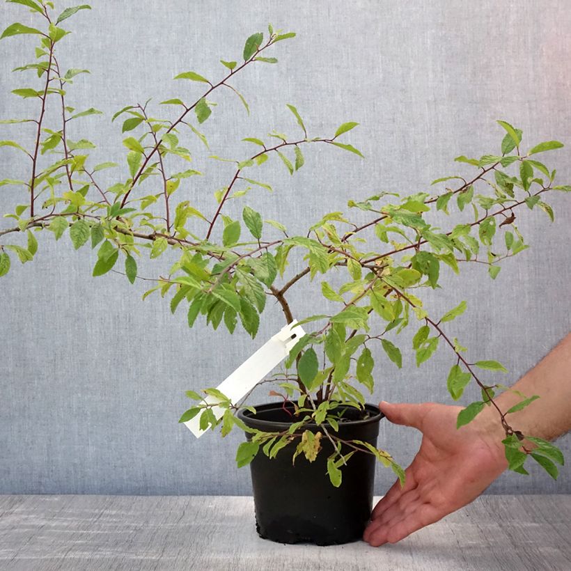 Esemplare di Prunus spinosa - Prugnolo selvatico Vaso da 2L/3L consegnato in estate