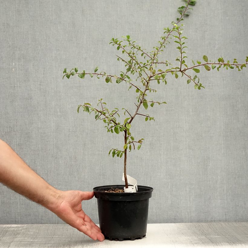 Esemplare di Prunus spinosa - Prugnolo selvatico Vaso da 3L/4L consegnato in estate