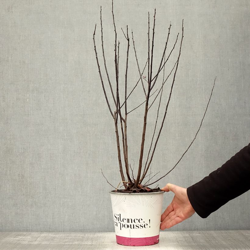 Esemplare di Prunus cerasifera Nigra - Ciliegio da fiore Vaso da 3L/4L come consegnato in autunno