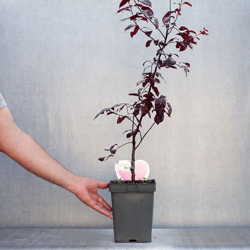 Esemplare di Prunus cerasifera Nigra - Ciliegio da fiore Vaso da 4L/5L consegnato in estate