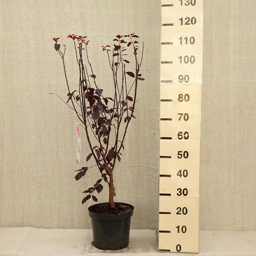 Esemplare di Prunus cerasifera Nigra - Ciliegio da fiore Vaso da 7,5L/10L come consegnato in autunno