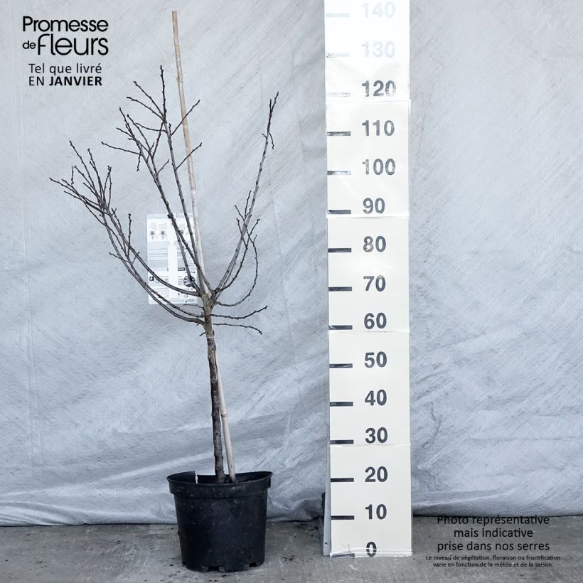 Prugnolo da siepe Mirabelle de Metz Vaso da 7,5L/10L, Vasetto esemplare consegnato in inverno