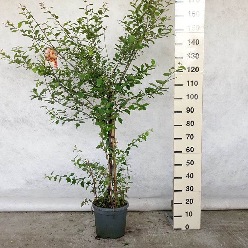 Esemplare di Prugnolo da siepe Mirabelle de Nancy Vaso da 7,5L/10L, Vasetto consegnato in estate