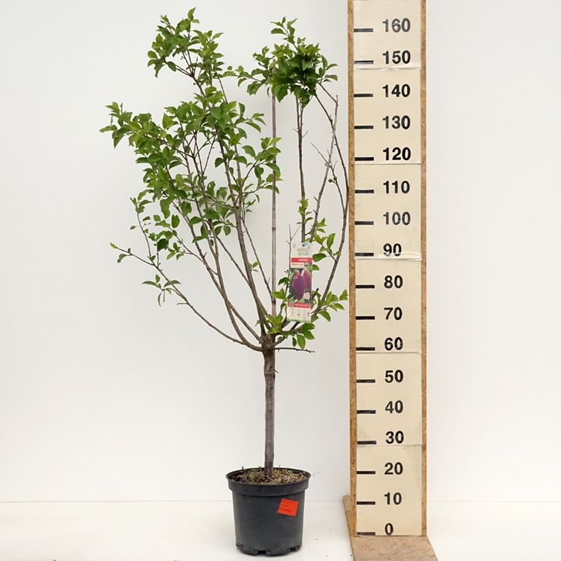 Prugna Mr. Hâtif Vaso da 7,5L/10L, Vasetto esemplare consegnato in primavera
