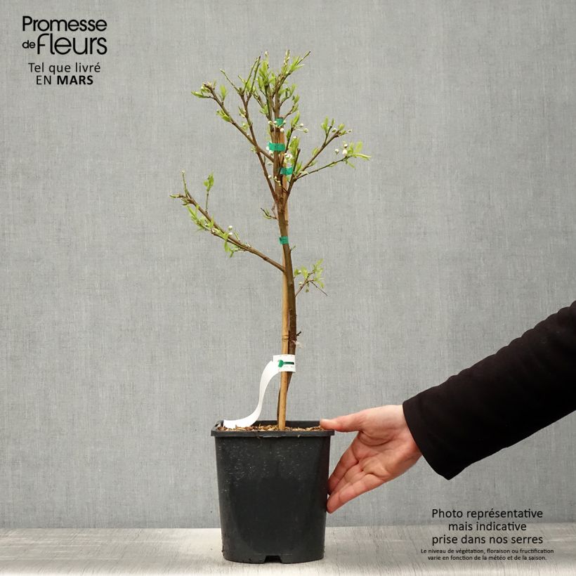 Prugna Fruit Me Plum Me Vaso da 4L/5L, Nano esemplare consegnato in primavera