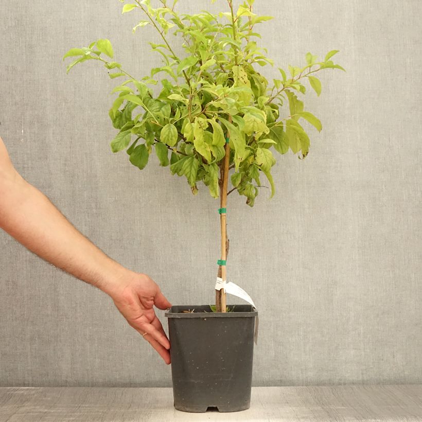 Esemplare di Prugna Fruit Me Plum Me Angeleno Vaso da 4L/5L, Nano consegnato in estate