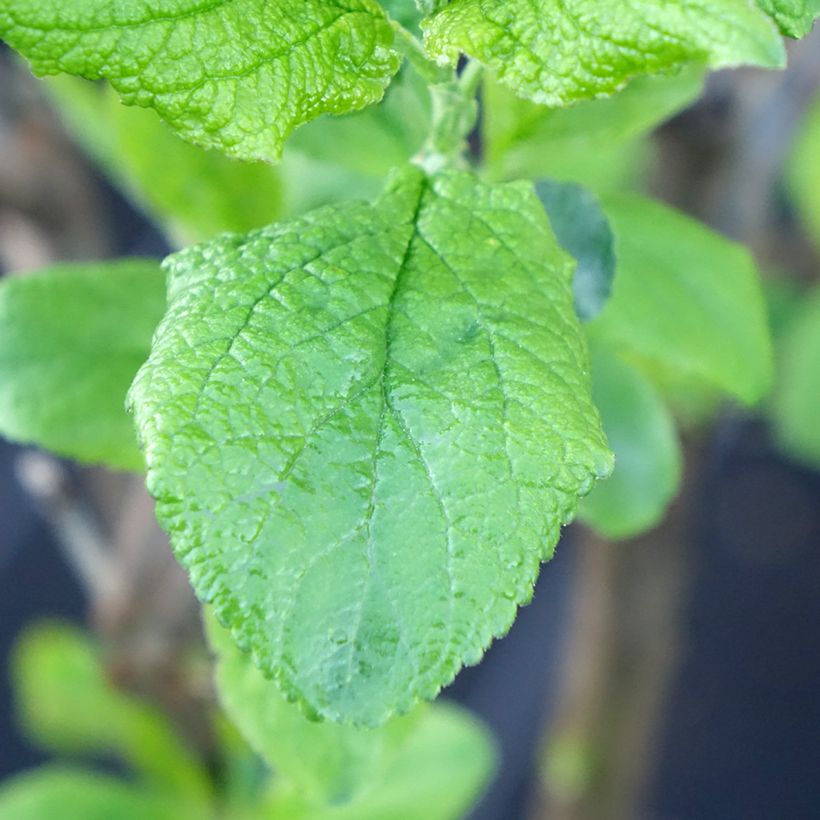 Prugna Hanna (Fogliame)