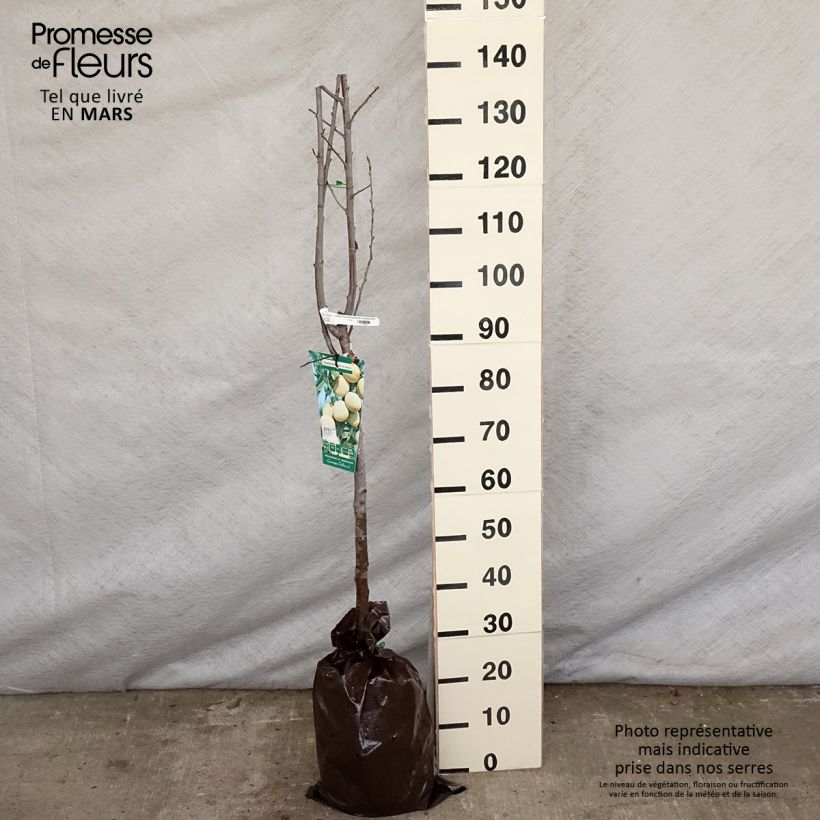 Susino Quetsche Blanche de Létricourt Zolla 'Pronta da piantare', Vaso impalcato medioAltezza consegnata circa 180/+cm esemplare consegnato in primavera