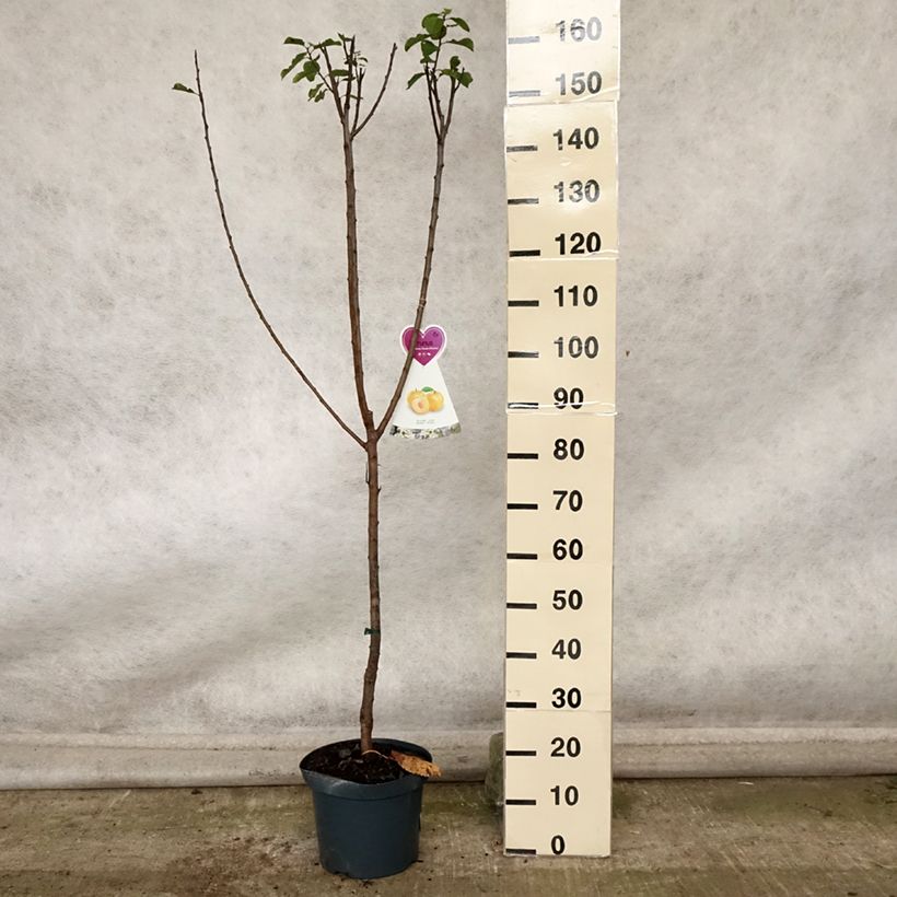 Esemplare di Prugna Regina Claudia d'Oullins Vaso da 7,5L/10L, Vasetto come consegnato in autunno