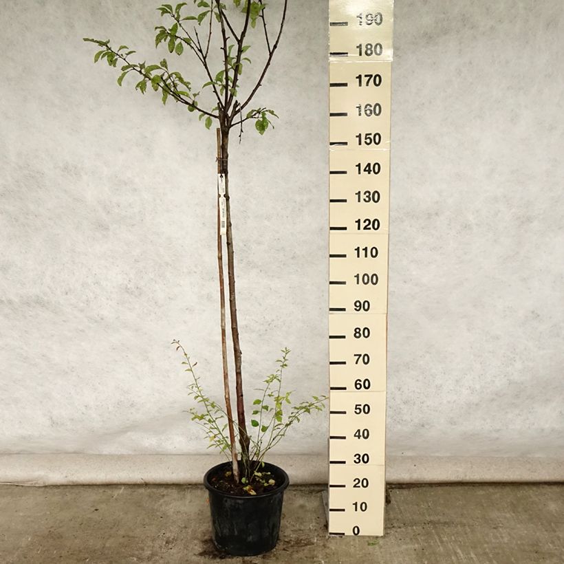 Esemplare di Prugna Regina Claudia de Bavay Vaso da 12L/15L, Vaso impalcato medio consegnato in estate