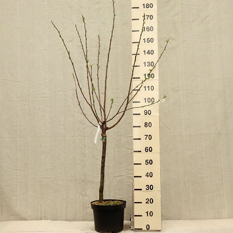 Prugna Regina Claudia de Bavay Vaso da 7,5L/10L, Vasetto esemplare consegnato in primavera