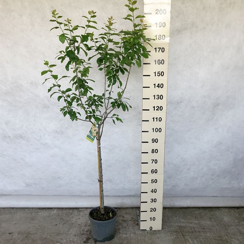 Esemplare di Prugna Regina Claudia Dorée ou verte Vaso da 7,5L/10L, Vasetto consegnato in estate