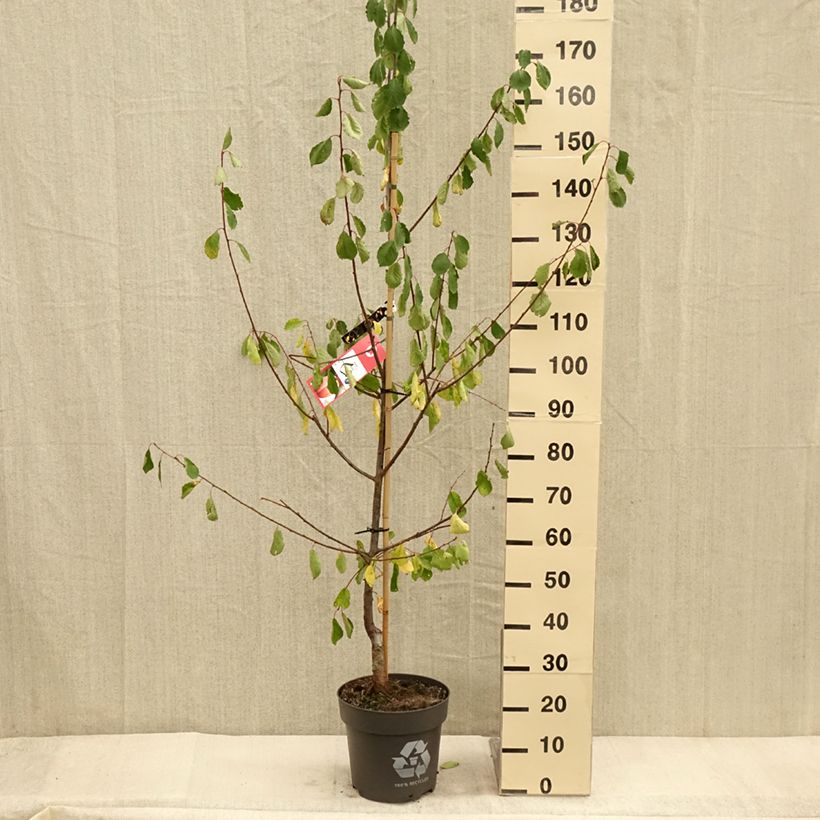 Esemplare di Prunus domestica Tipala - Susino Vaso da 7,5L/10L, Vasetto come consegnato in autunno