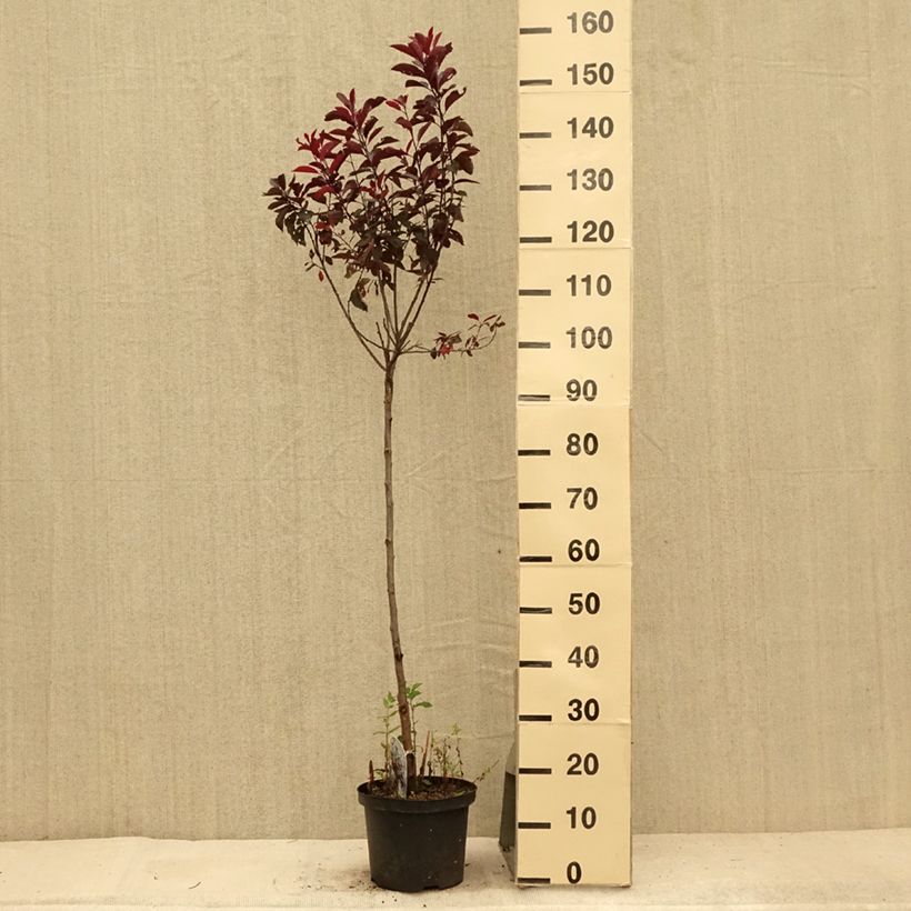 Esemplare di Prunus cistena - Ciliegio da fiore Vaso da 4L/5L consegnato in estate
