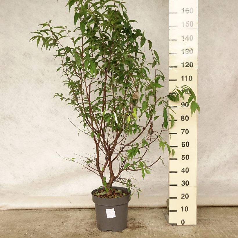 Esemplare di Prunus serrula - Ciliegio da fiore Vaso da 12L/15L consegnato in estate