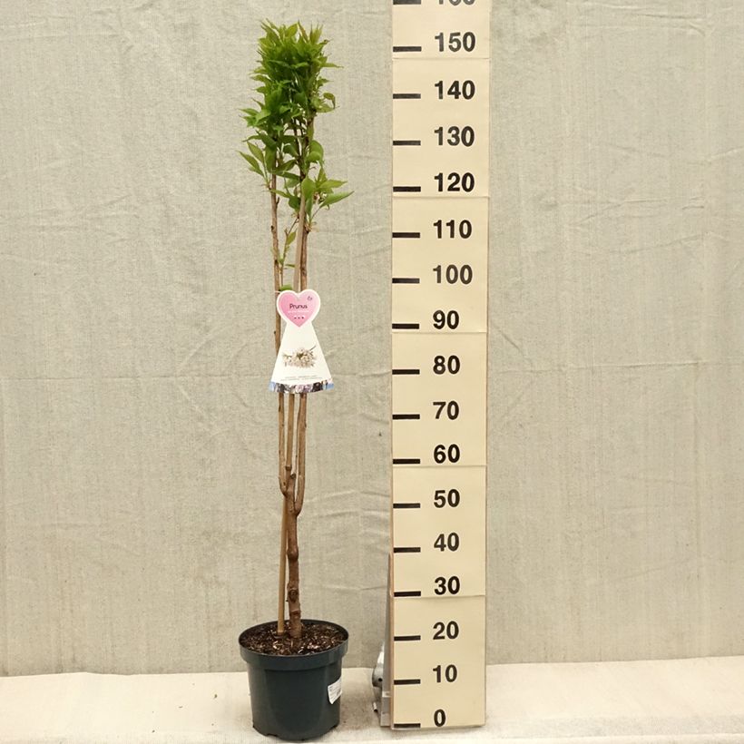 Prunus serrulata Amanogawa - Ciliegio da fiore Vaso da 7,5L/10L esemplare consegnato in primavera