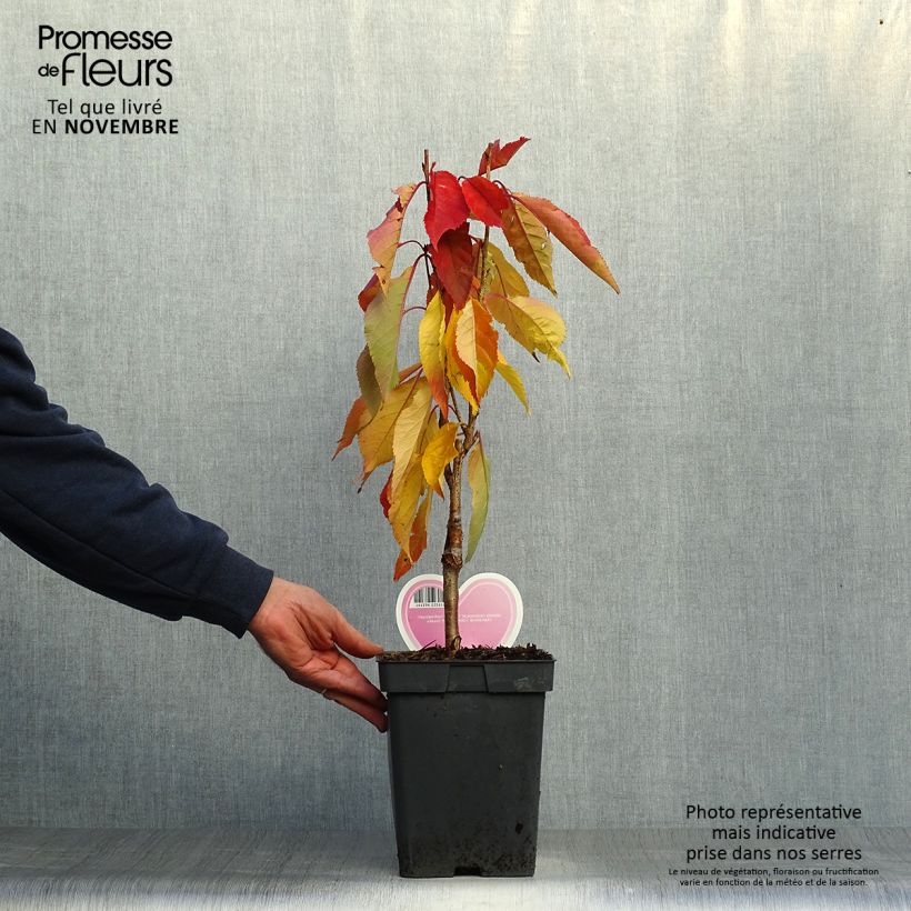 Esemplare di Prunus serrulata Amanogawa - Ciliegio da fiore Vaso da 4L/5L come consegnato in autunno