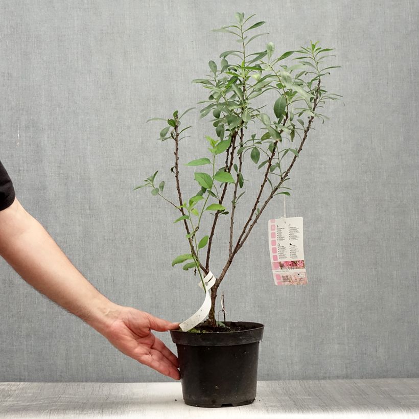 Esemplare di Prunus tenella Fire Hill - Mandorlo nano Vaso da 3L/4L consegnato in estate
