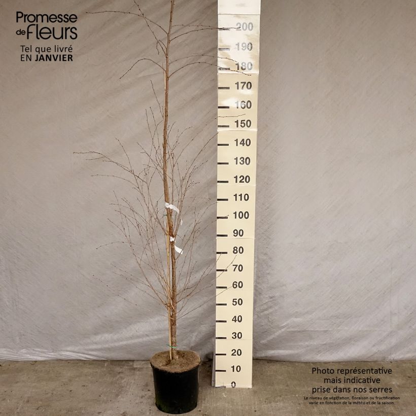 Prunus The Bride - Ciliegio da fiore Vaso da 12L/15LAltezza consegnata circa 170cm esemplare consegnato in inverno