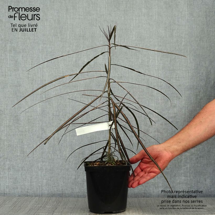 Esemplare di Pseudopanax crassifolium Vaso da 2L/3L consegnato in estate
