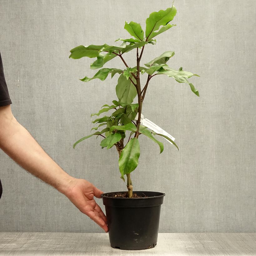 Esemplare di Pseudopanax laetus Vaso da 3L/4L consegnato in estate