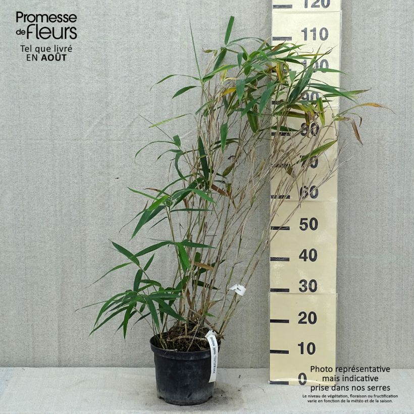 Esemplare di Pseudosasa japonica Tsutsumiana - Bambusa Metake Vaso da 4L/5L consegnato in estate