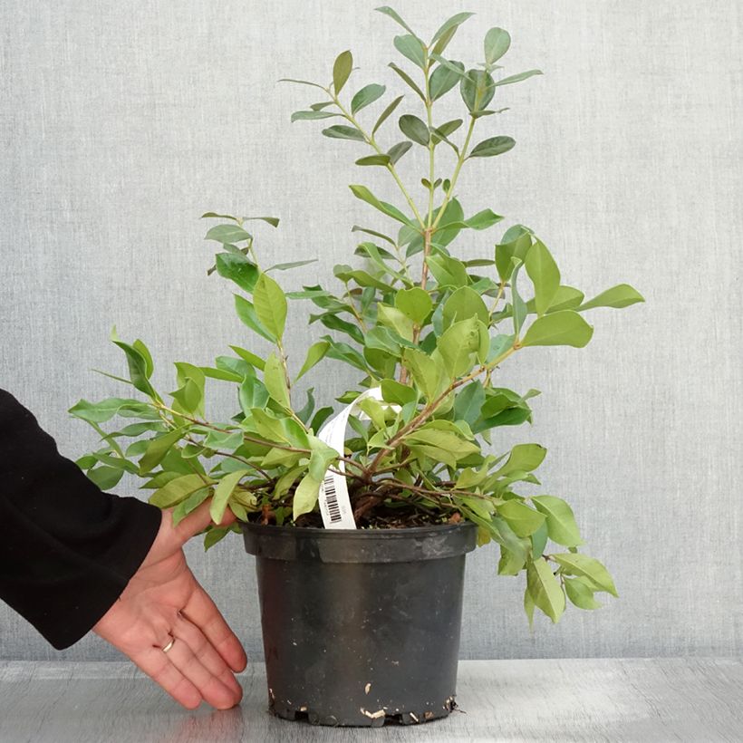 Esemplare di Guaiava - Psidium cattleianum Vaso da 2L/3L come consegnato in autunno