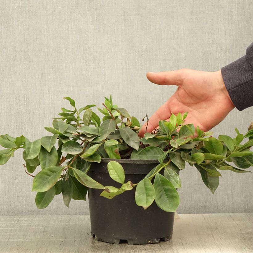 Guaiava - Psidium cattleianum Vaso da 2L/3LAltezza consegnata circa 20/30cm esemplare consegnato in primavera
