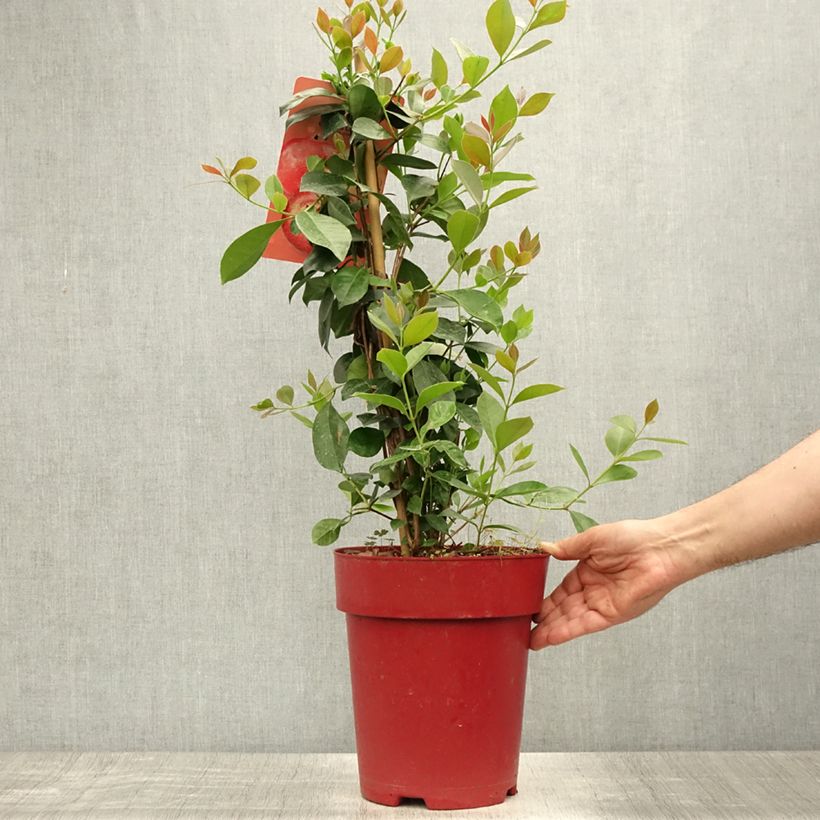 Esemplare di Guaiava - Psidium cattleianum Vaso da 6L/7L consegnato in estate